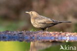 Song Thrush (Turdus philomelos)