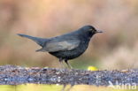 Merel (Turdus merula)