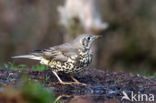 Grote Lijster (Turdus viscivorus)