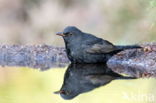 Grote Bonte Specht (Dendrocopos major)