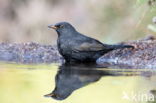 Grote Bonte Specht (Dendrocopos major)