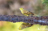 Yellowhammer (Emberiza citrinella)