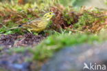 Yellowhammer (Emberiza citrinella)