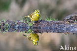 Geelgors (Emberiza citrinella)