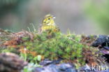 Geelgors (Emberiza citrinella)