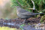 Merel (Turdus merula)