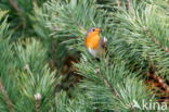 European Robin (Erithacus rubecula)
