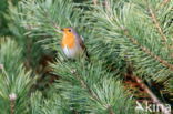 European Robin (Erithacus rubecula)