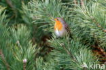 European Robin (Erithacus rubecula)
