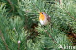 European Robin (Erithacus rubecula)