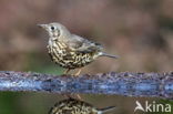 Grote Lijster (Turdus viscivorus)