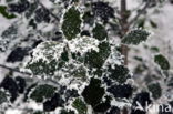 Hulst (Ilex aquifolium)