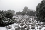 Jeneverbes (Juniperus communis)