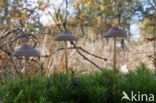 Burgundydrop bonnet (Mycena haematopus)