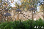 Burgundydrop bonnet (Mycena haematopus)