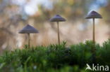 Burgundydrop bonnet (Mycena haematopus)