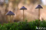 Burgundydrop bonnet (Mycena haematopus)