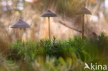 Burgundydrop bonnet (Mycena haematopus)