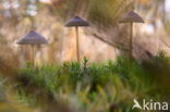 Grote bloedsteelmycena (Mycena haematopus)