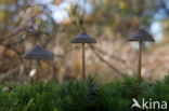 Grote bloedsteelmycena (Mycena haematopus)