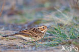 Dwerggors (Emberiza pusilla)