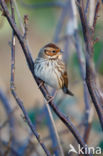 Dwerggors (Emberiza pusilla)