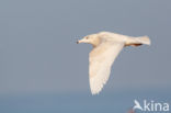 Glaucous Gull (Larus hyperboreus)