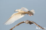 Grote Burgemeester (Larus hyperboreus)