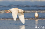 Grote Burgemeester (Larus hyperboreus)