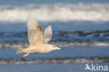 Glaucous Gull (Larus hyperboreus)