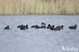 Meerkoet (Fulica atra)