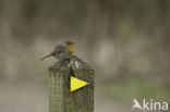 European Robin (Erithacus rubecula)