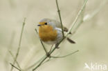 European Robin (Erithacus rubecula)