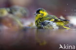 Eurasian Siskin (Carduelis spinus)