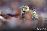 Eurasian Siskin (Carduelis spinus)