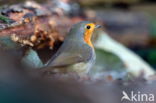 European Robin (Erithacus rubecula)