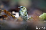 Eurasian Siskin (Carduelis spinus)