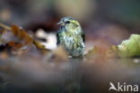 Eurasian Siskin (Carduelis spinus)