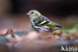 Eurasian Siskin (Carduelis spinus)