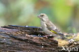 European Greenfinch (Carduelis chloris)