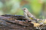 Groenling (Carduelis chloris)