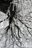 Oak (Quercus)