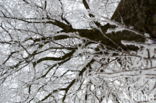 Oak (Quercus)