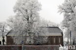 Eik (Quercus)