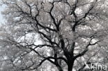 Eik (Quercus)