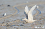 Glaucous Gull (Larus hyperboreus)