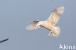 Glaucous Gull (Larus hyperboreus)