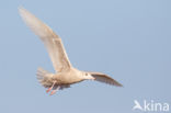 Grote Burgemeester (Larus hyperboreus)