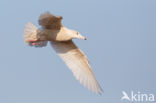 Grote Burgemeester (Larus hyperboreus)