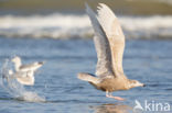 Glaucous Gull (Larus hyperboreus)